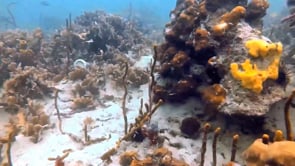 Under-Water Clean-Up Dive