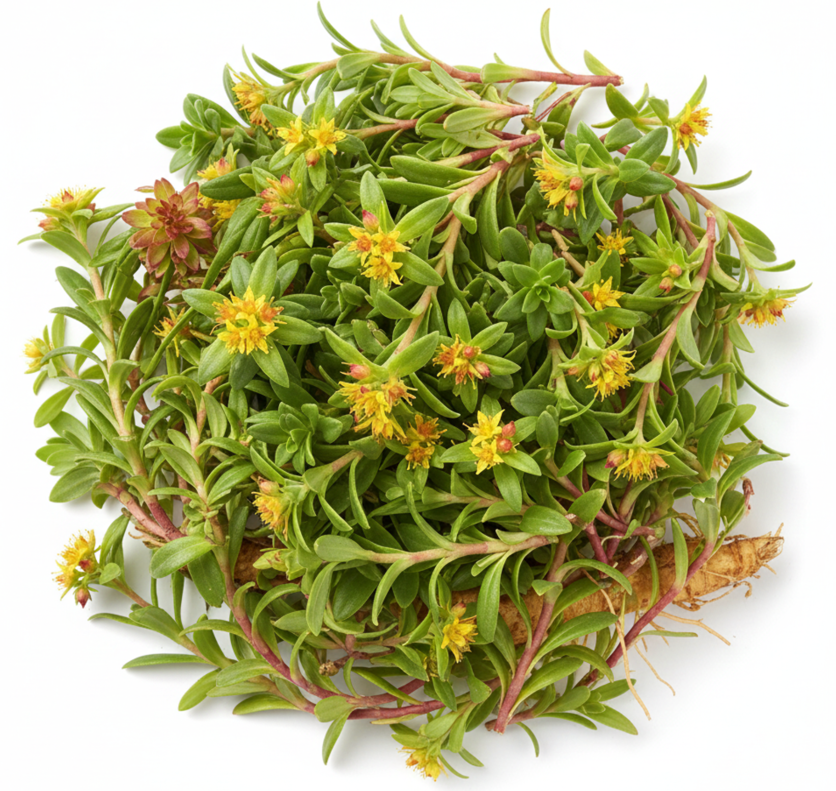 Rhodiola